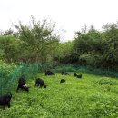 약초흑염소농장 이미지