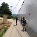 용문산 은행나무길(물소리길 6코스) 이미지