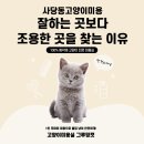다나은 약국 | 사당동고양이미용, 잘하는 곳보다 ‘조용한 곳’ 찾는 이유 (보호자 기준 정리)