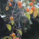 산골물소리 이미지