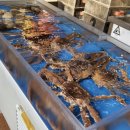 국미대게 이미지