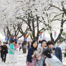 제천 청풍호 벚꽃축제 이미지