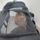 장수동물의료원 이미지