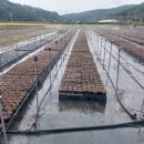 관정목장2 네이버블로그