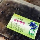 안호농장 네이버블로그