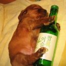 삼삼데이 이미지