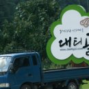 자연치유생태마을(대티골) Daum카페