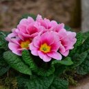 ﻿오늘의탄생화-(4월28일) 🌸 빨간앵초(Primrose), 설앵초 이미지