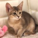 행복한집사 | 상주고양이분양 안전한 가정묘로 행복한 집사되기