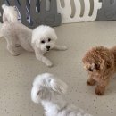 청주 애견유치원 꼬리흔들개Lucky 이미지