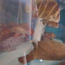 잇텐스시 이미지