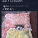 잘자 이미지