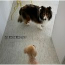 이로운 펫살롱 이미지