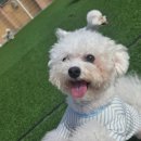 다우리유치원 | 용원동애견유치원 안심하고 강아지 맡길수 있는 곳 멍데이유치원
