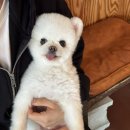 애견# | 강아지 천국! 포항 양덕 애견 훈련 [펍 곰곰]방문 후기