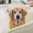 나우동물의료센터 이미지