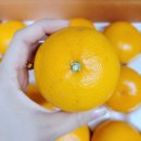 김명선농장 | 산지직송 고당도 제주 천혜향 달콤탱탱에서 배송받아 본 후기