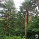 잣향기푸른숲 축령백림관 이미지