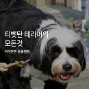아이튼튼 동물병원 | [광명역 아이튼튼동물병원] 티벳탄 테리어의 모든것