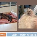 워너비동물병원 용산점 이미지