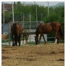 삼장목장 이미지