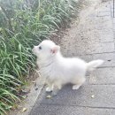몽냥몽냥 | 🐾 2025 강아지 분양 후기｜믿을 수 있는 곳 고르는 법