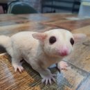 로던트 클럽 이미지