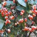 청도의 아침 이미지