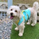 안녕댕댕이 이미지