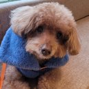 피카소 동물병원 이미지