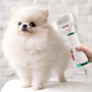 미미 펫 그루밍 이미지