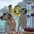 올리버 스테이 이미지