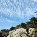 충혼탑입구주차장 (옥외1) | 경남 창원 목련 명소 3월 봄나들이로 제격인 충혼탑