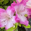 가야리 | 강현의 고대(157) 임나일본부설의 허구(39) 계체천황기의 임나(17)