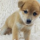 이누아이 이미지