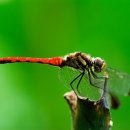 고추잠자리 이미지