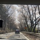 경기도 가평 수풀로 삼회리 양평 두물머리 서울 근교 벚꽃 외국인 가볼만한곳