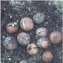 개암농장 이미지