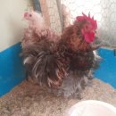 관상농장 이미지