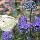 블루부시 [Bluebush, Caryopteris, 푸른안개층꽃] 이미지