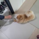 잘다녀오시개 이미지