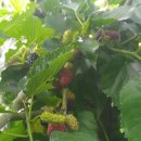 서동농장 이미지