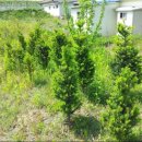 교촌농장 이미지