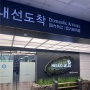 5월 제주도 3박 4일 여행일지 : 1일차 기록 ① (제주공항도착/특별한렌트카/모던돔베) 🌿