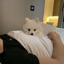 씨유 서귀우리들점 | 제주애견동반숙소 서귀애견동반숙소 '개덩이네하우스' (강추) / 260520~260524 (4박5일)