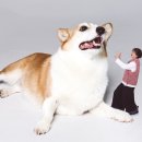 스튜디오코기 네이버블로그