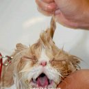 PET WAVE 이미지