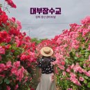 하양지구3 | 경북 장미 터널 경산 하양 대부잠수교 대구근교 꽃구경 가볼만한 곳