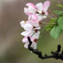 사과꽃 피는 저녁 이미지