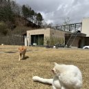 강촌1225 이미지